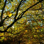 A nice autumn sunlight view under the treetops in Berlin, Germany