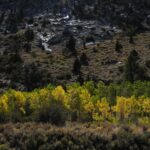 Brightly lit colourfull treeline near Grant Lake, June Lake Loop