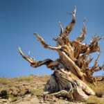 Bristlecone Pines in the Ancient Bristlecone Pine Forest, White