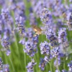 Colibri insect lavender sphynx moth