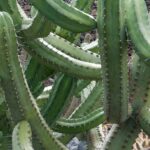 Large Green Cactus