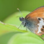 Large Heath butterfly
Coenonympha tullia