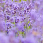 Lavender background bokeh