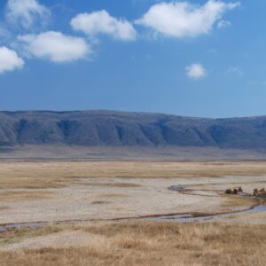 Lion pack cooling down near a water stream in the Ngorongoro Conservation Area, Tanzania, Africa