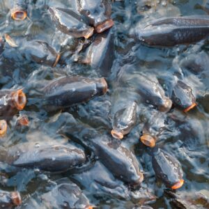 Pile of carp pattern