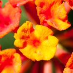 Red Orange Small Flowers