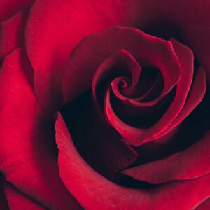 Red Rose Close-Up