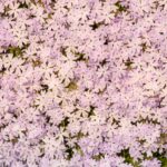 Small Flower Bed