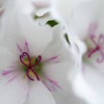 Small white flower purple veins anther stamen