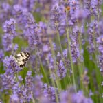 The marbled white butterfly in lavender flower field