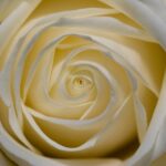 White Rose Flower Up Close