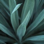 Agave plant leaves background photo