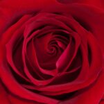 Red Rose Flower Heart