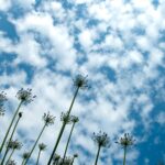 African Lillies on Cirrocumulus Clouds