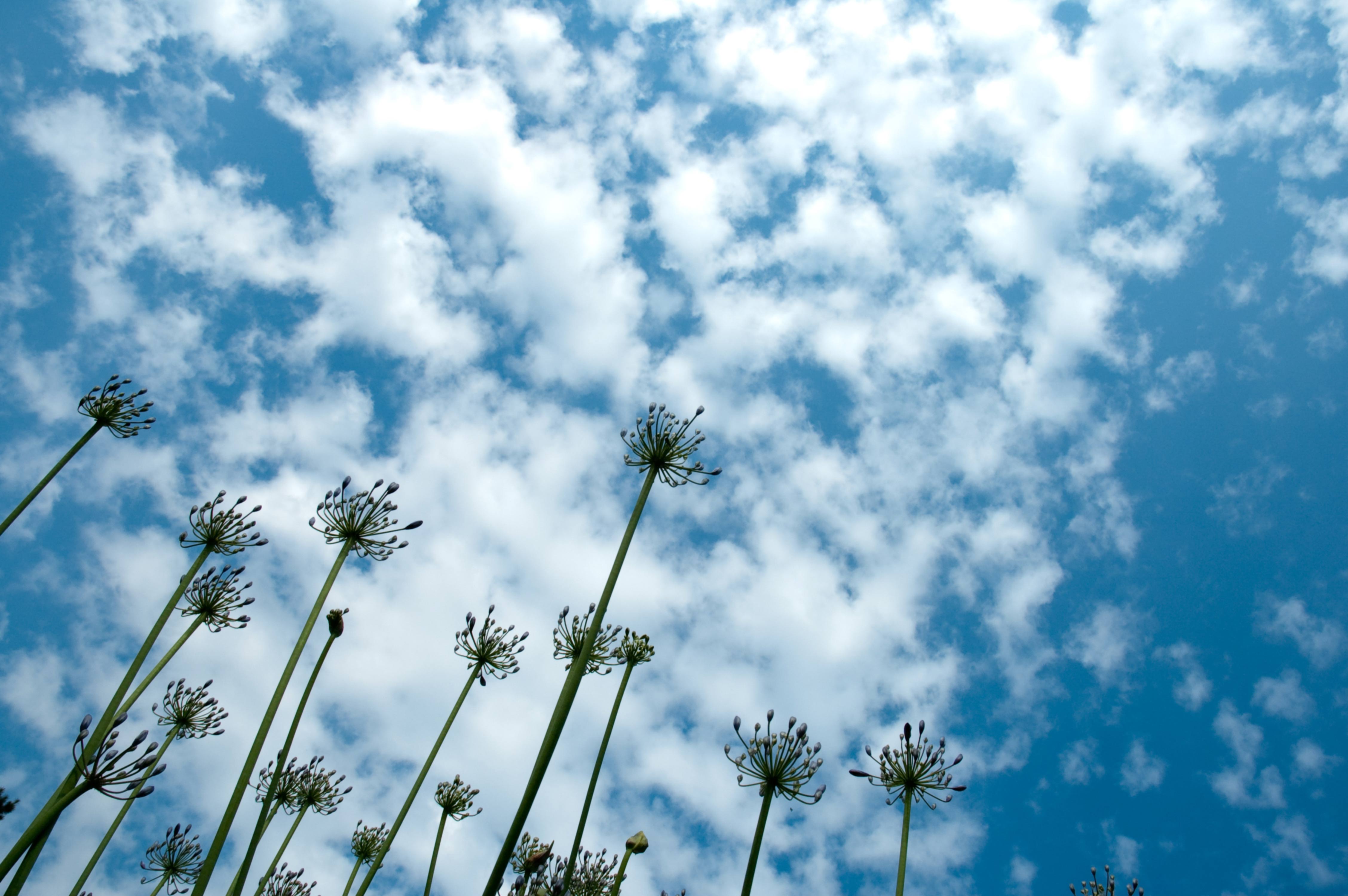 African Lillies on Cirrocumulus Clouds