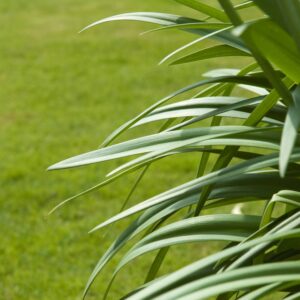African Lily Leaves and short Grass