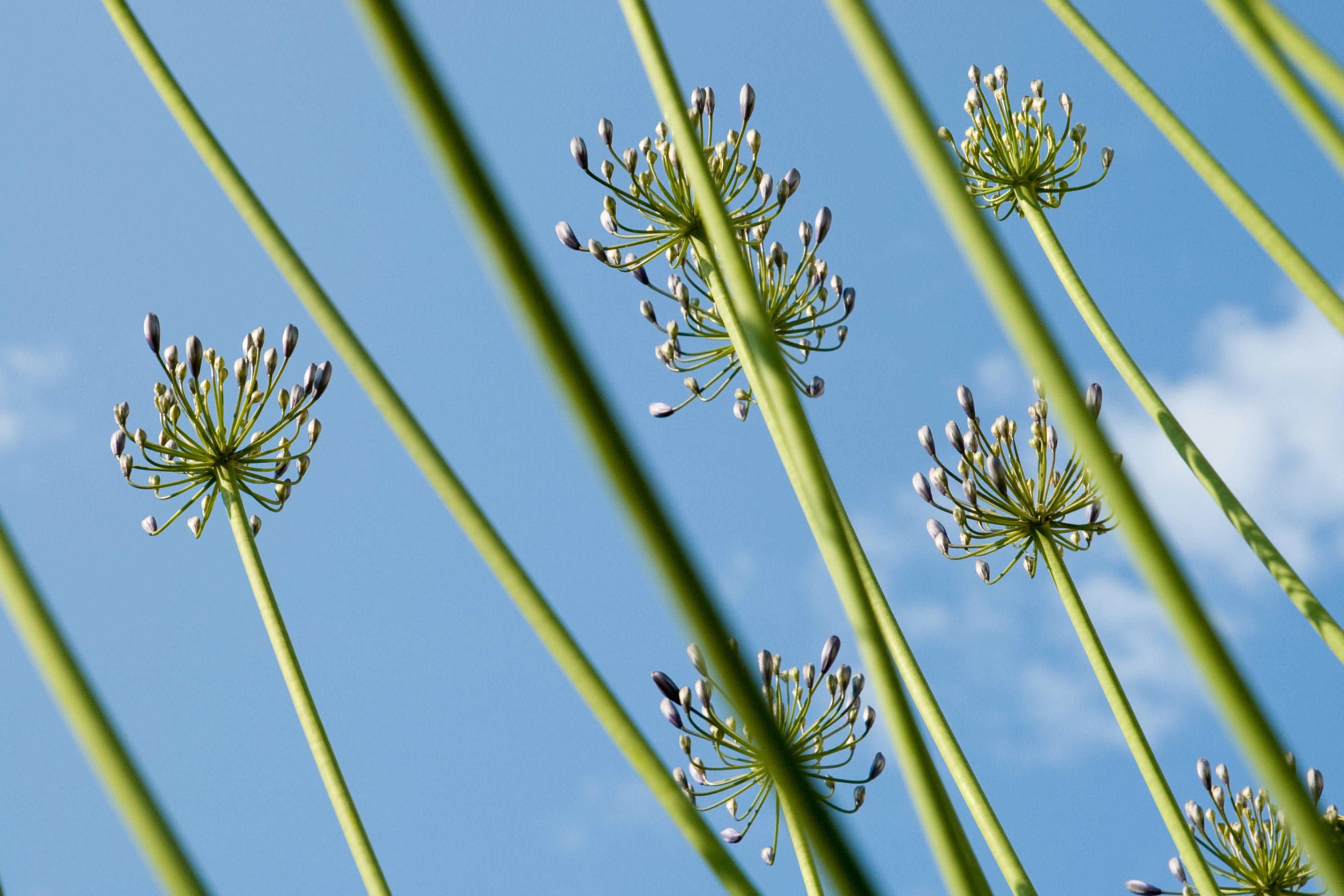 African Lily in Bud