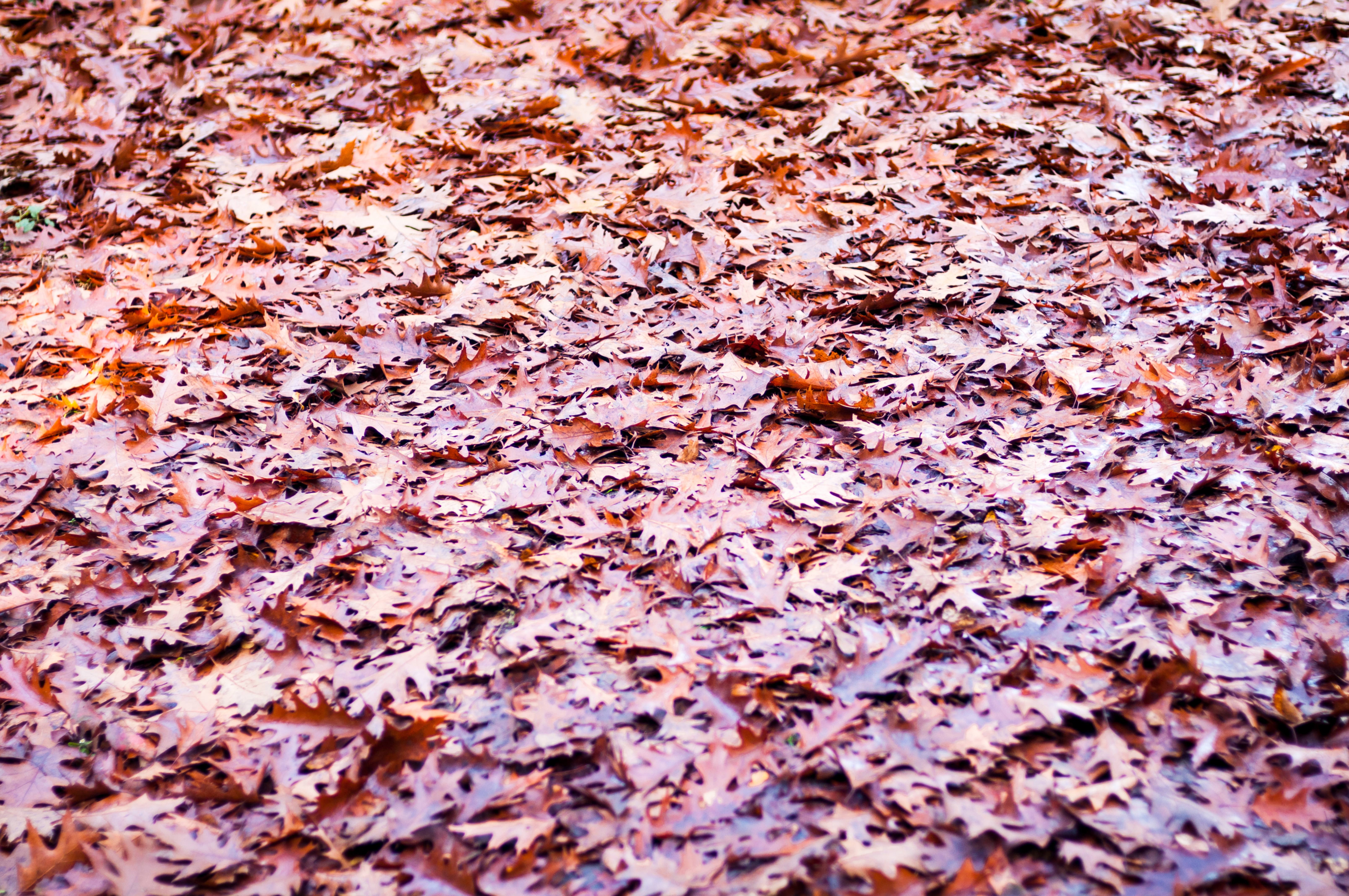 Autum leaves covered ground