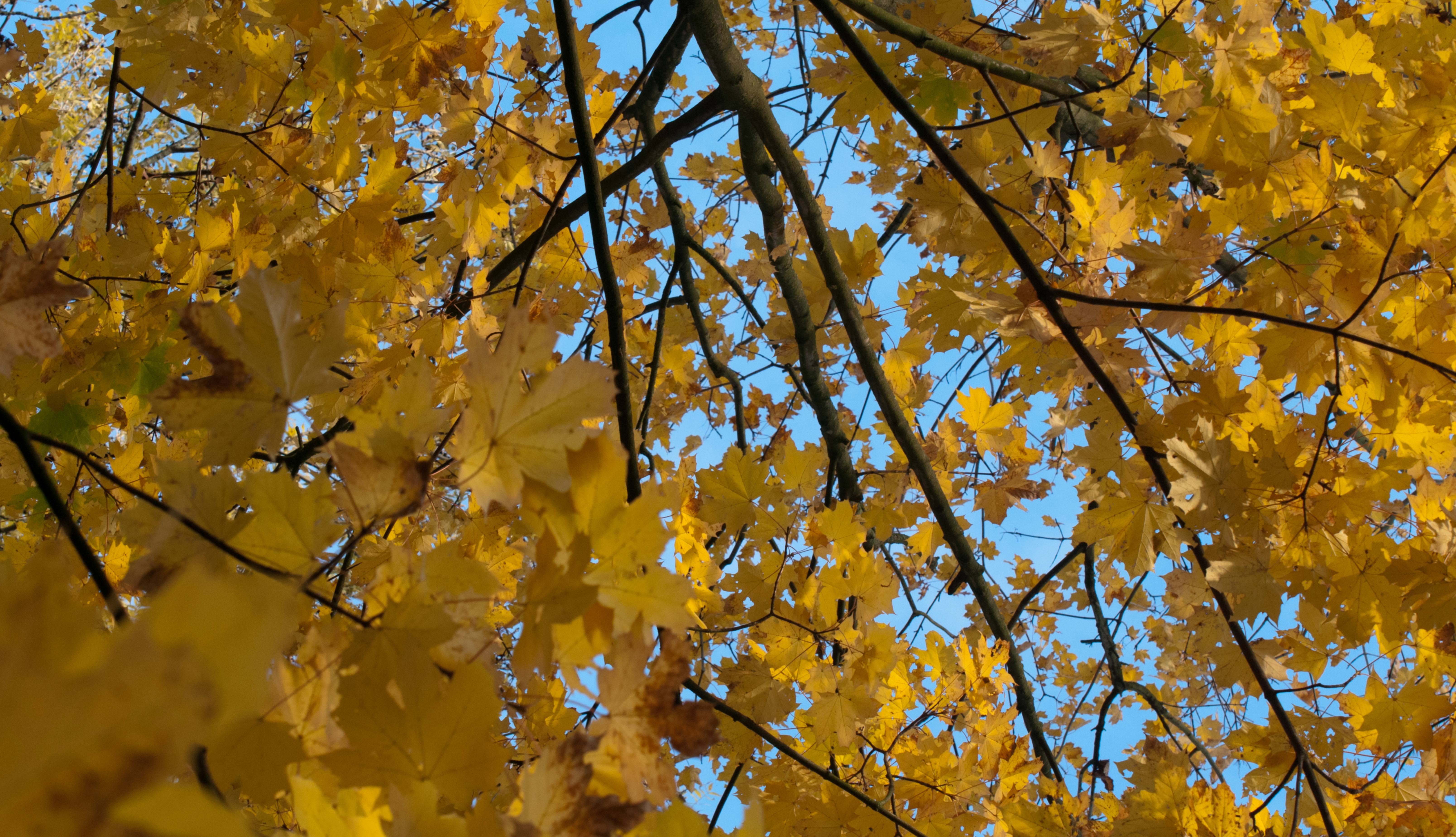 Autumn Tree Leaves-background