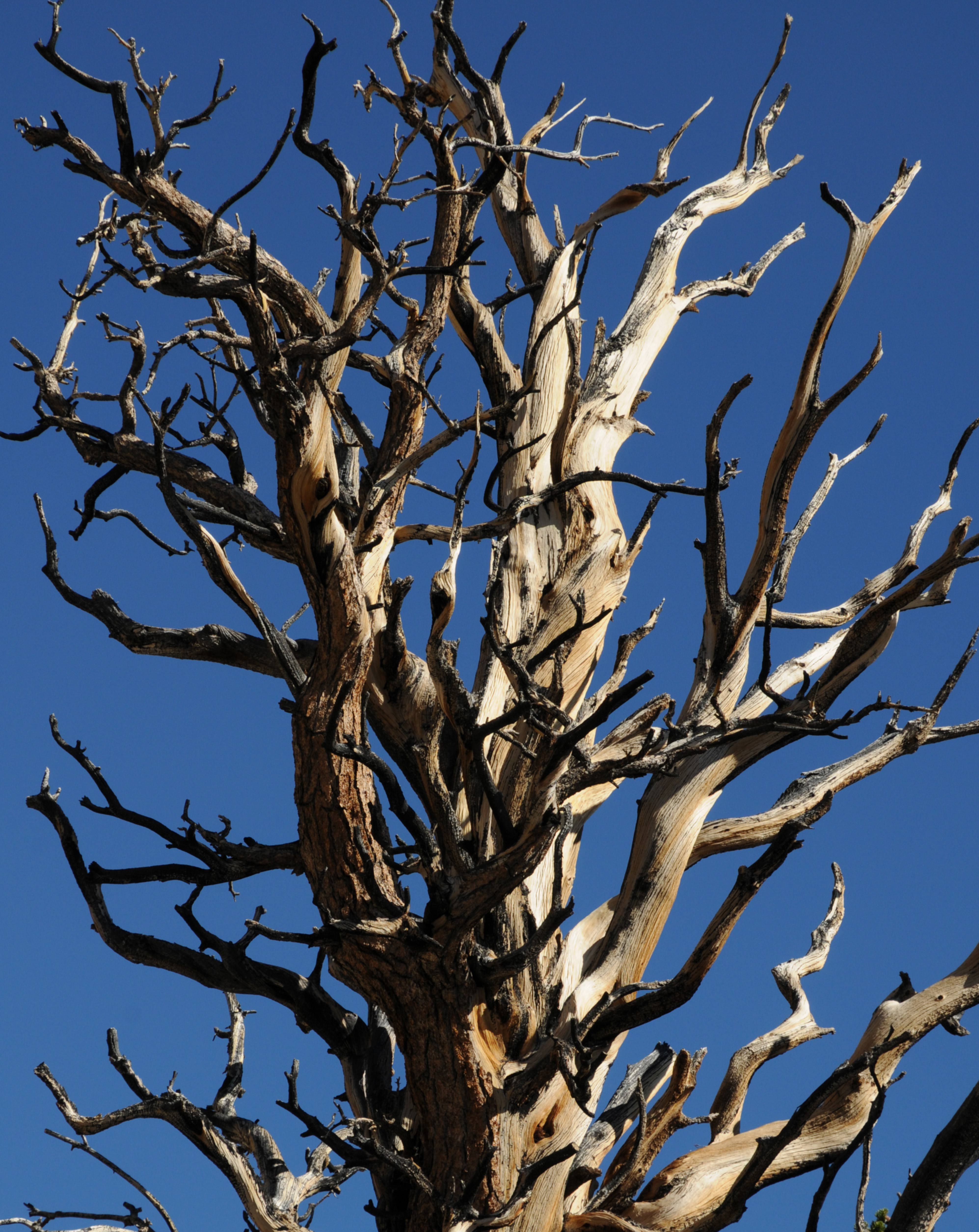 Bare Bristlecone Pine tree top