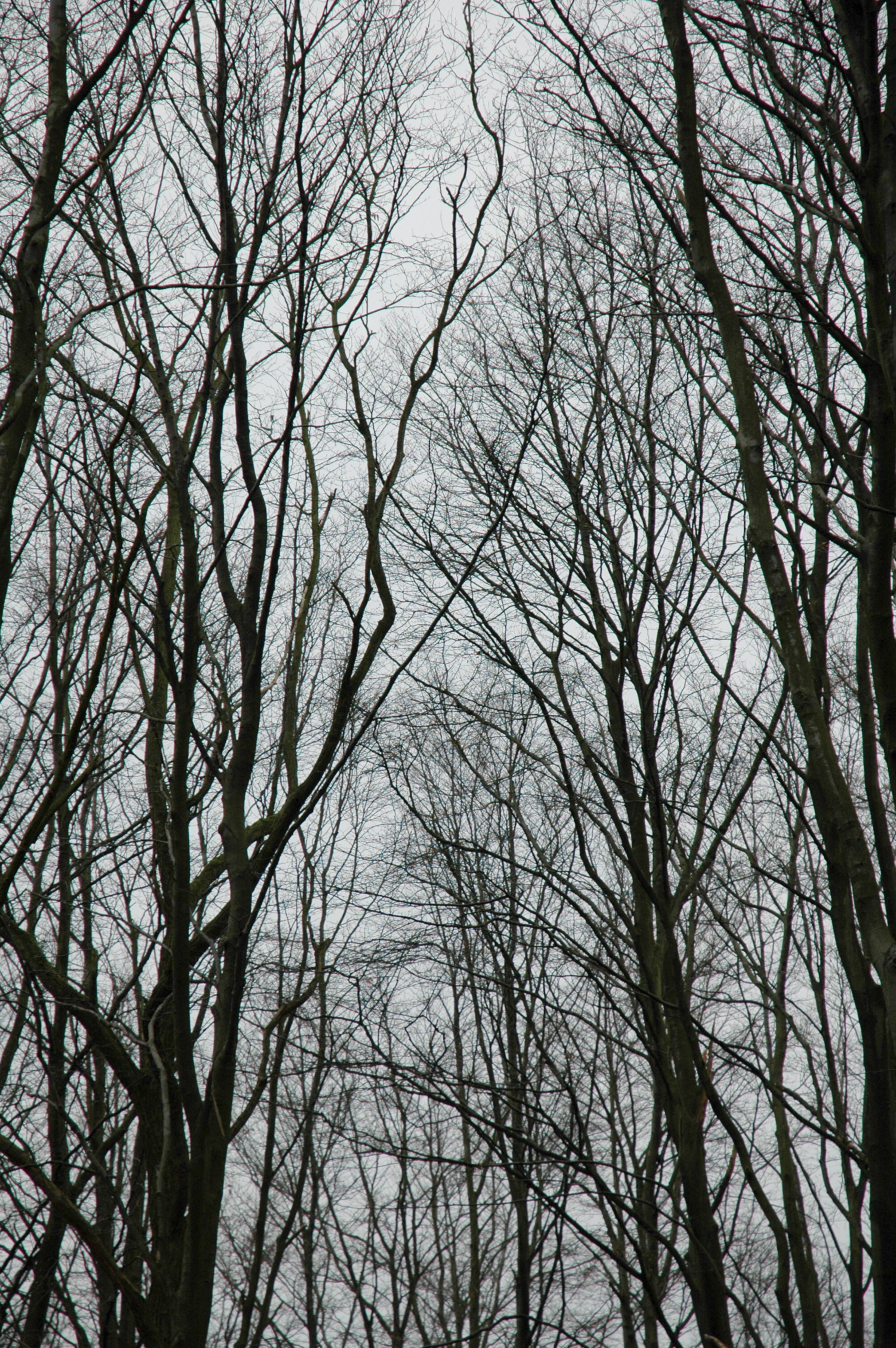 Bare Thin Trees in Black and White