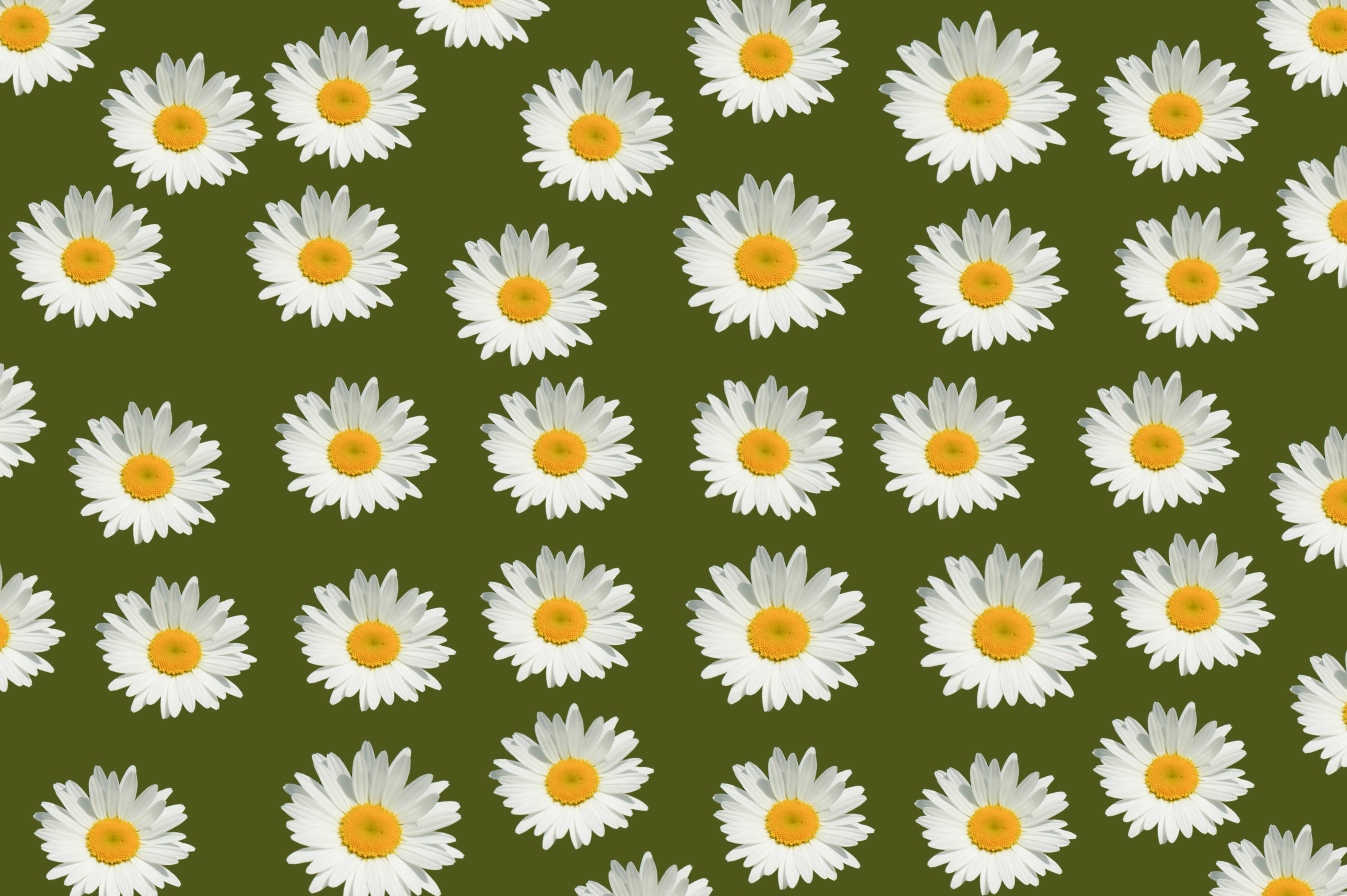 Beautiful White Flower Landscape