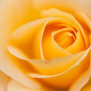 Beautiful macro of a yellow rose flower
