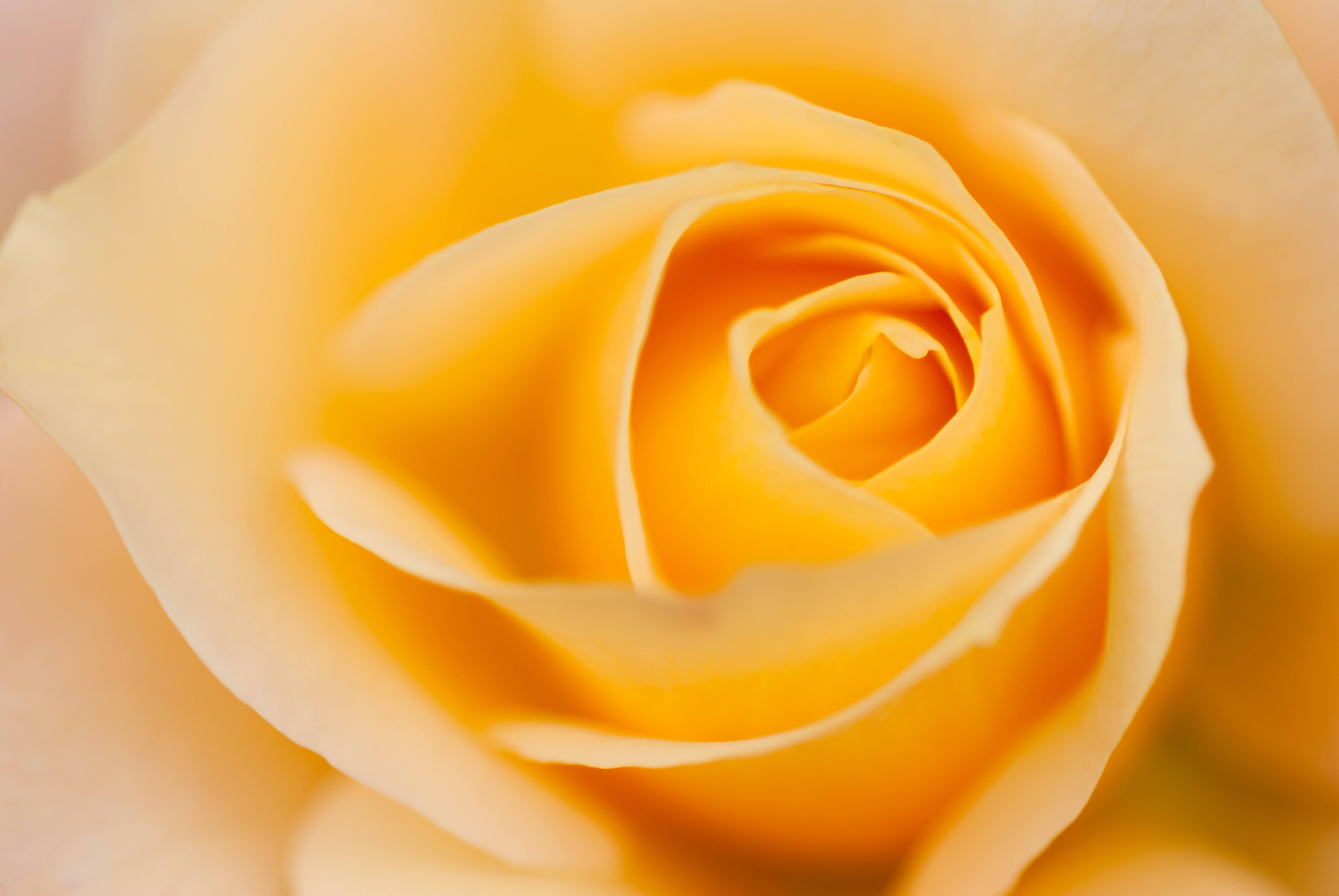 Beautiful Yellow Rose Close-up Flower Soft Texture