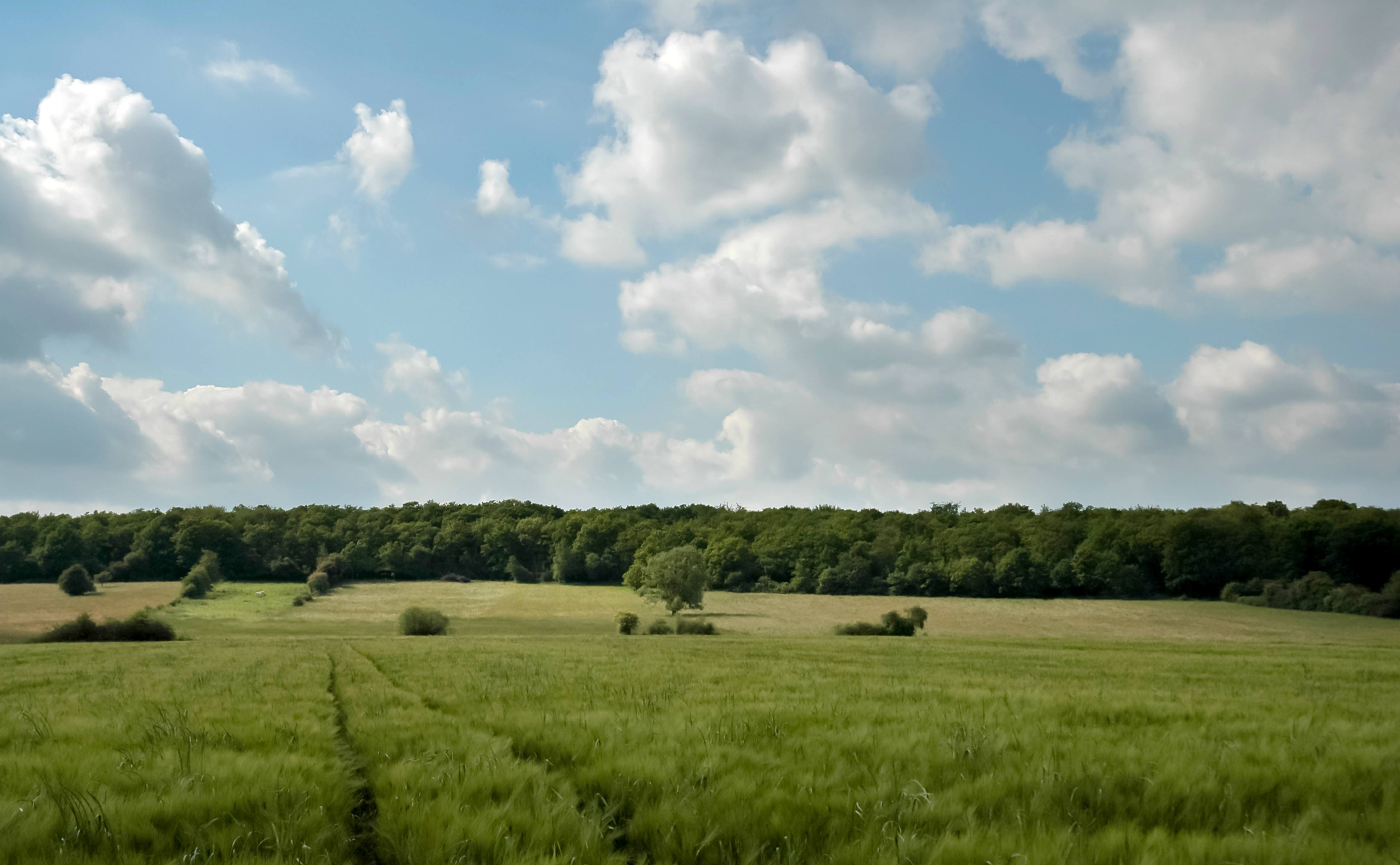 Beautiful blue sky on green treeline landscape