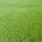 Beautiful green Lawn viewed from human perspective