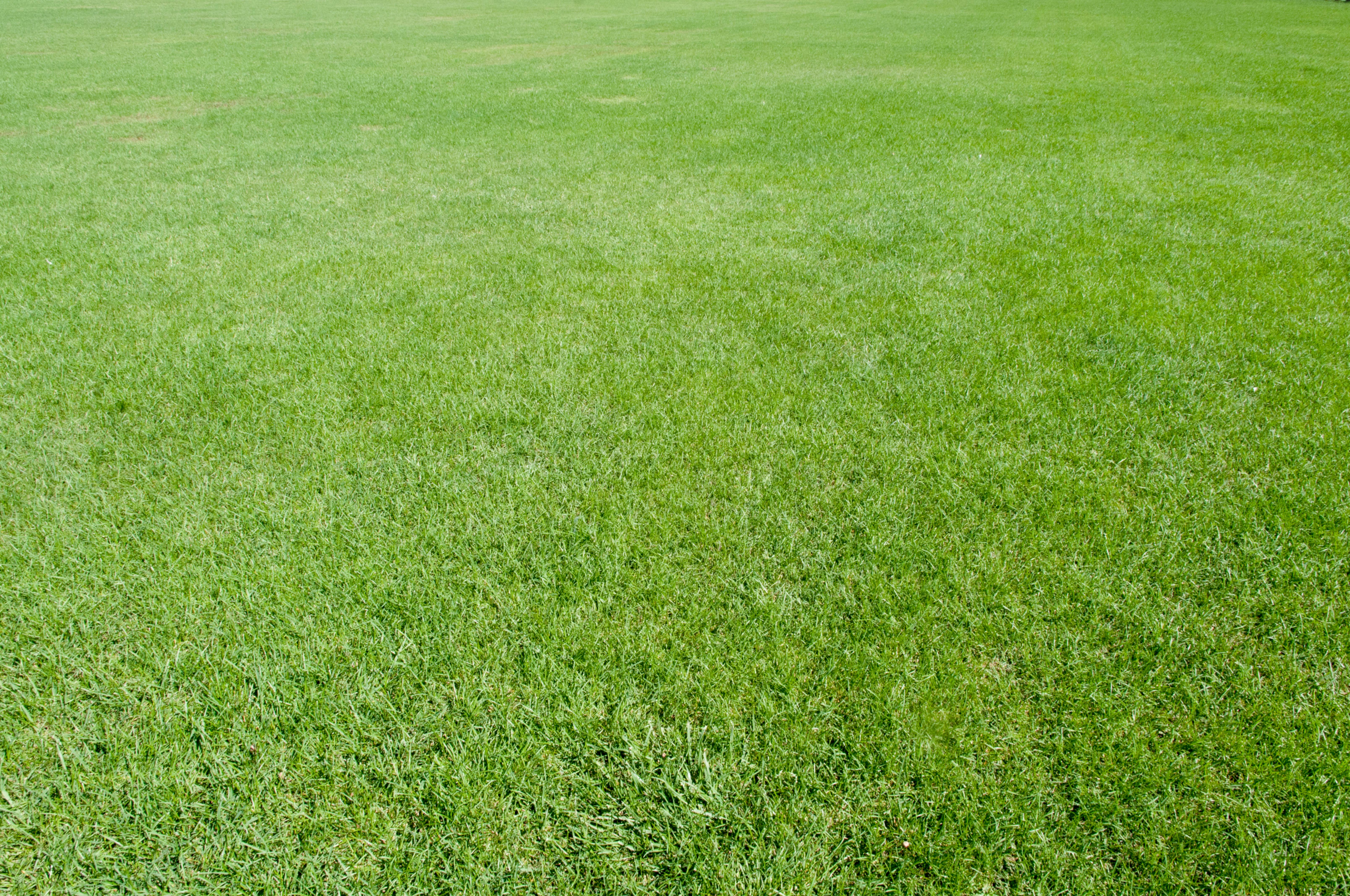 Beautiful green Lawn viewed from human perspective