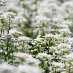 Bed of Small White Flowers