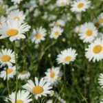Bed of White Field Flowers