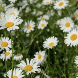 Bed of White Field Flowers