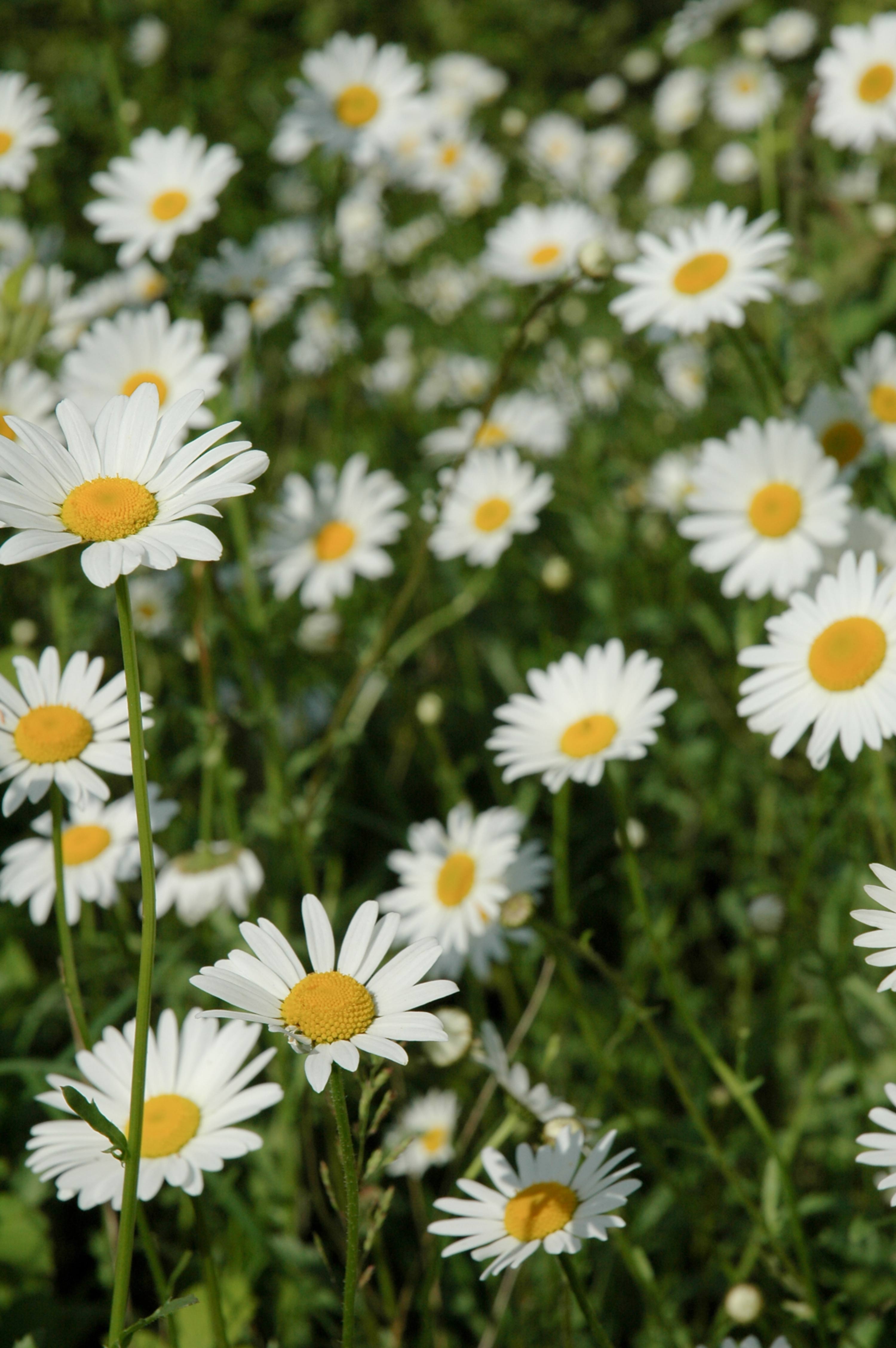Bed of White Field Flowers