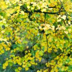 Beech Tree Leaves Treetops Texture