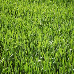 Big Grass Leaves