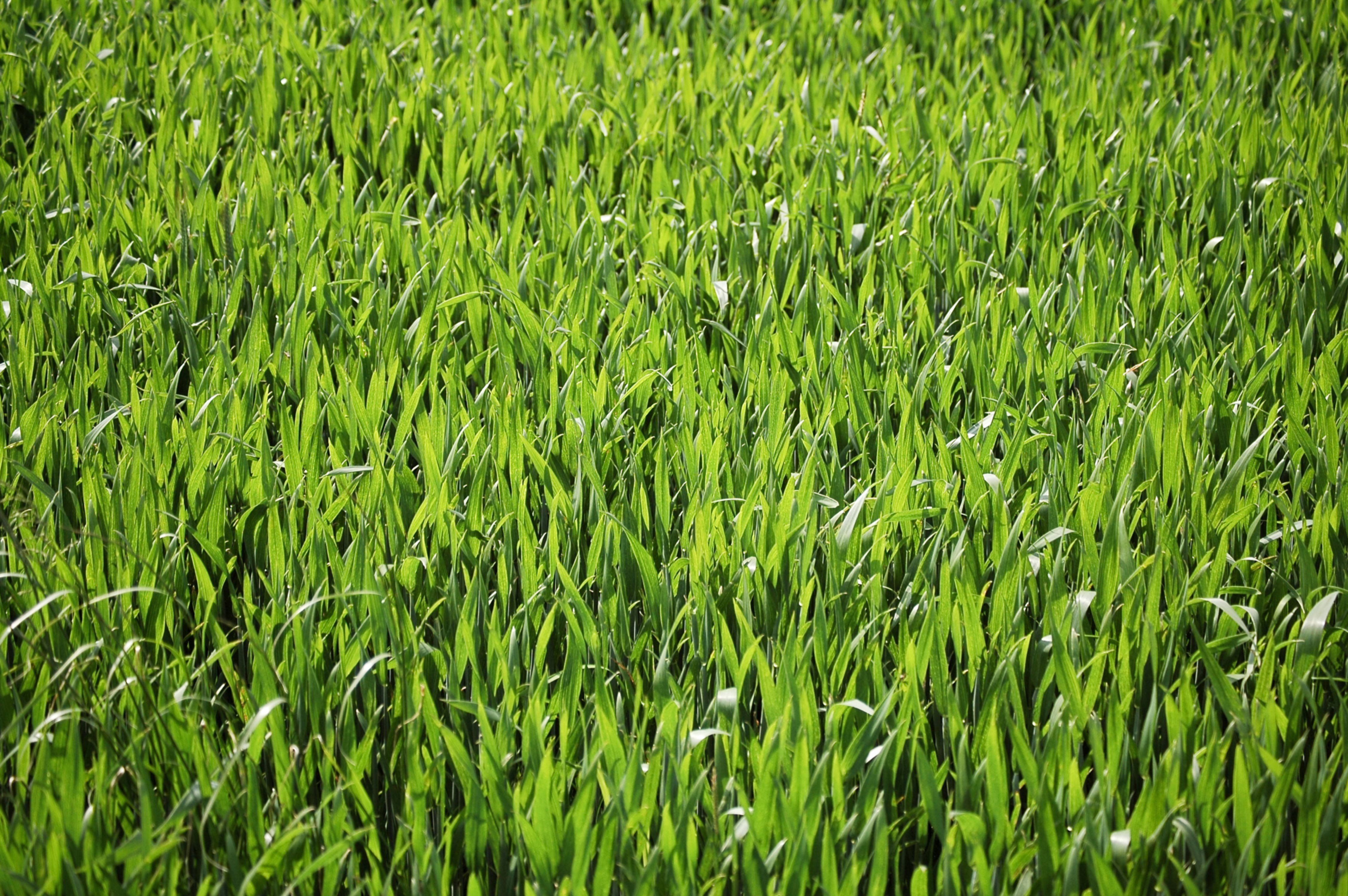 Big Grass Leaves