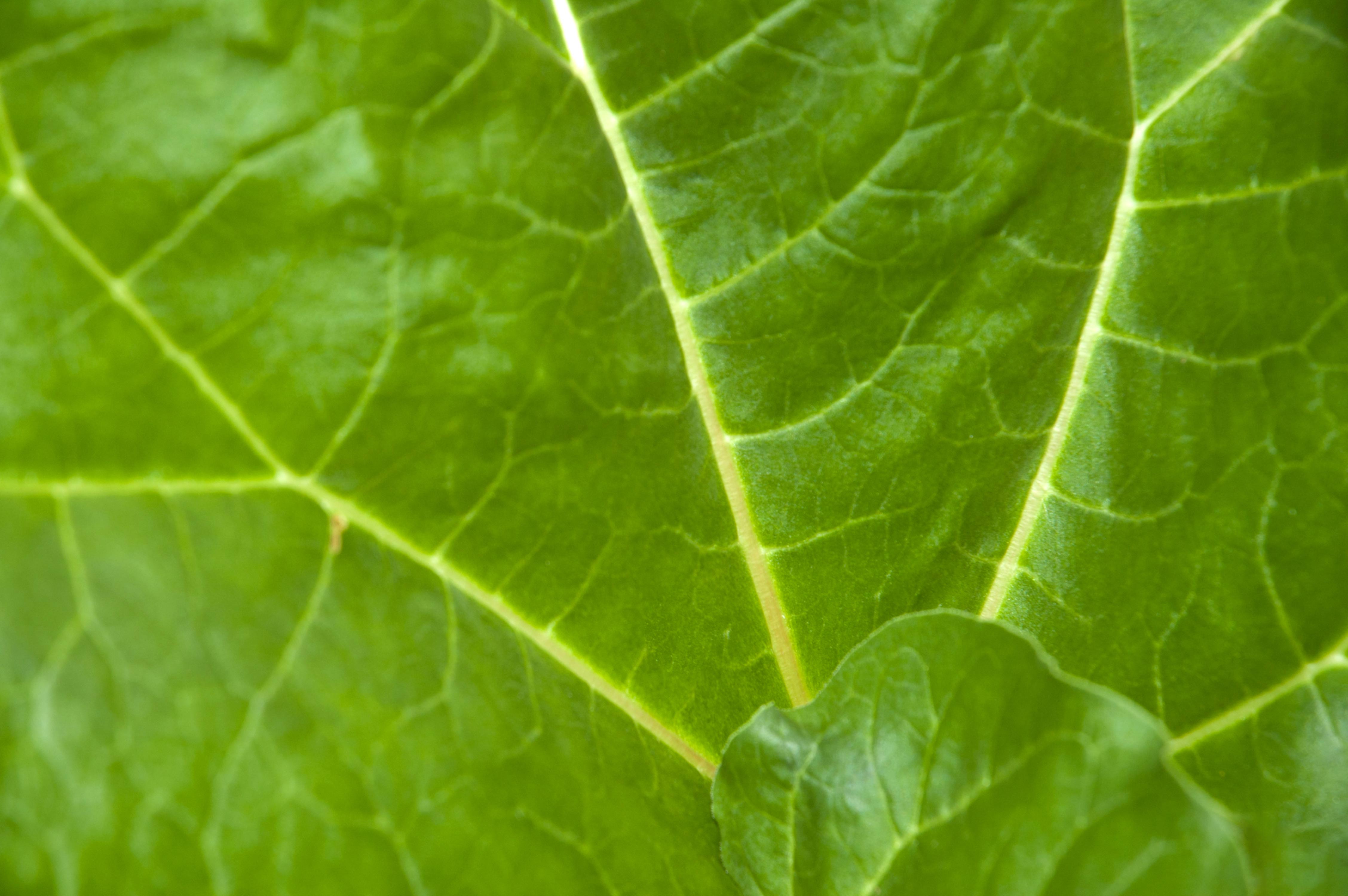 Big Green Leaf Background