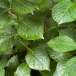 Big green leaves background
