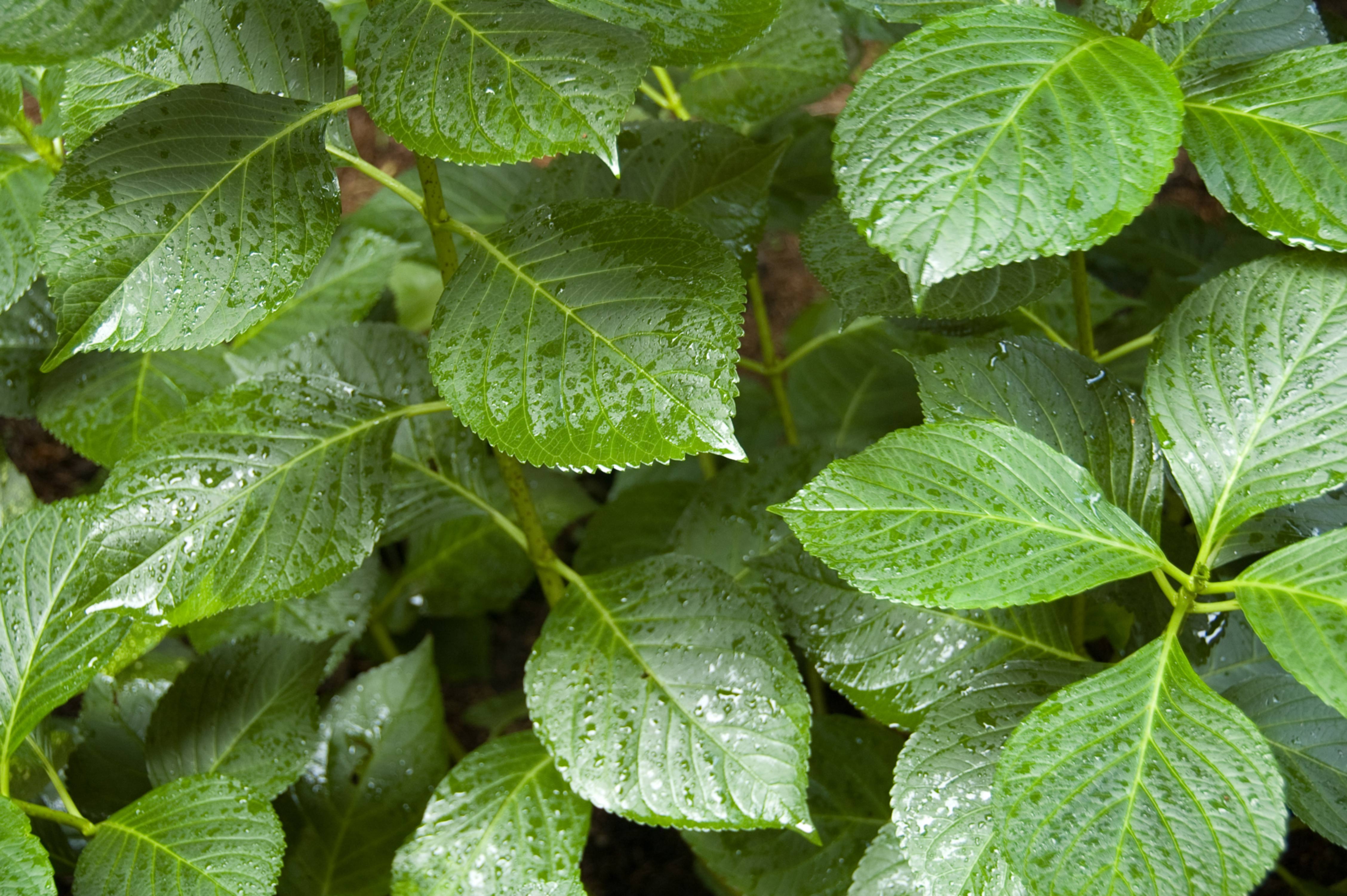 Big Leaves green background