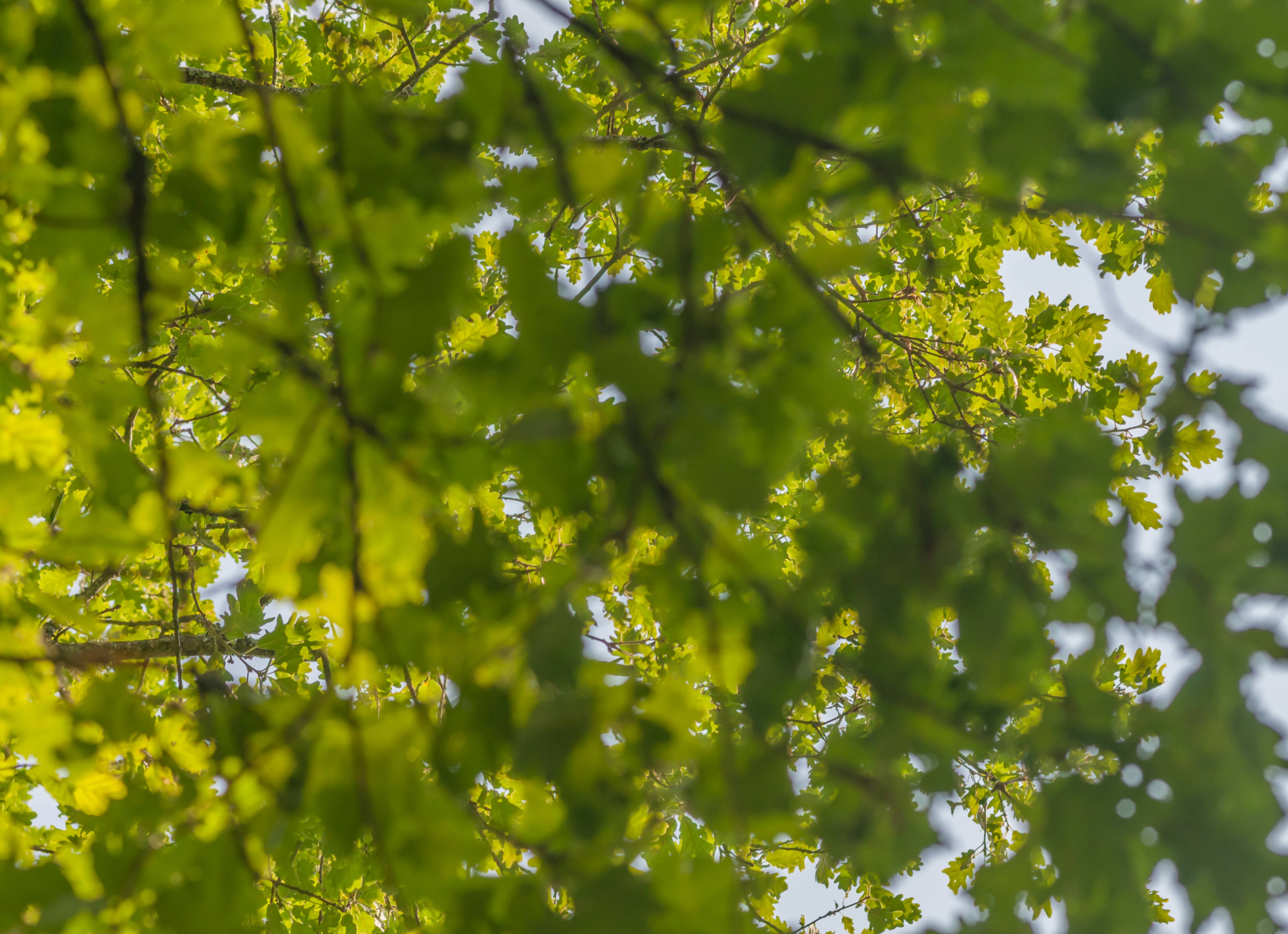 Blur leaves tree texture