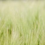 Blurry green weed grass