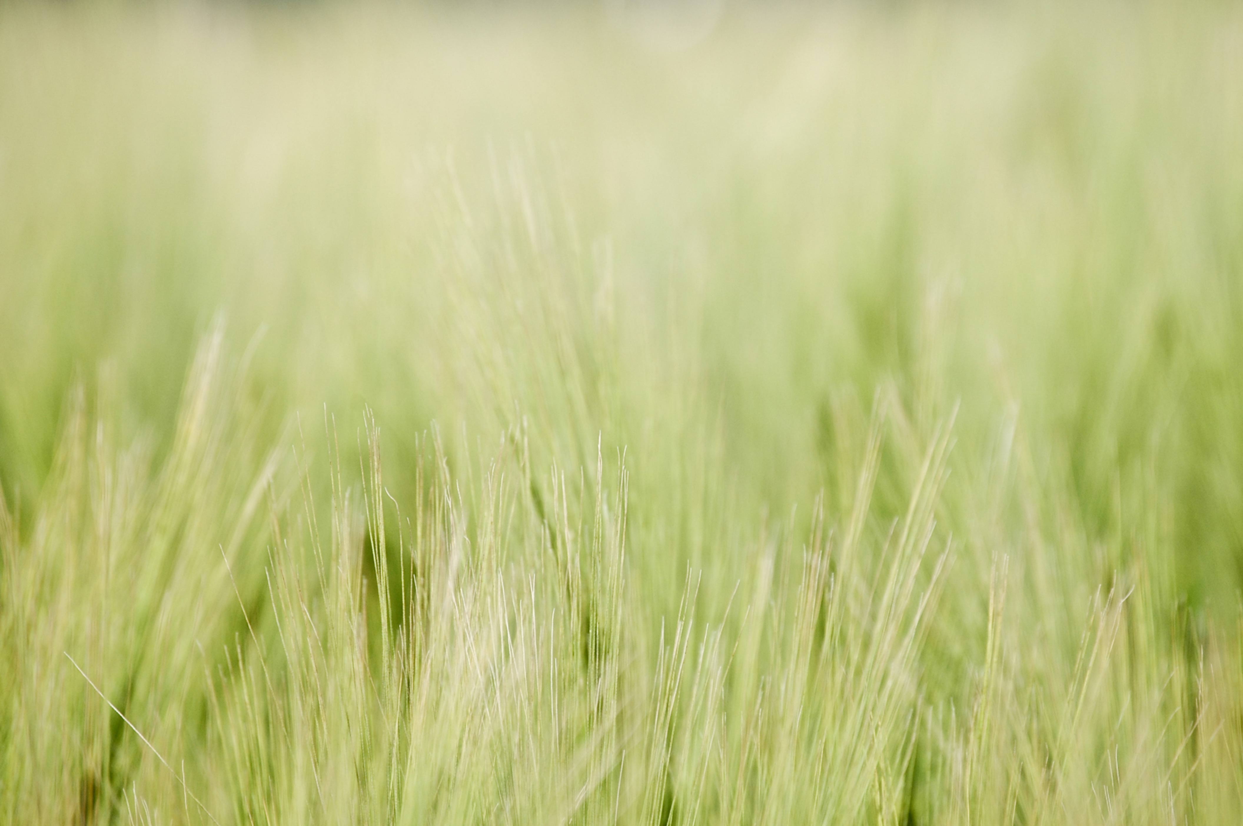 Blurry green weed grass