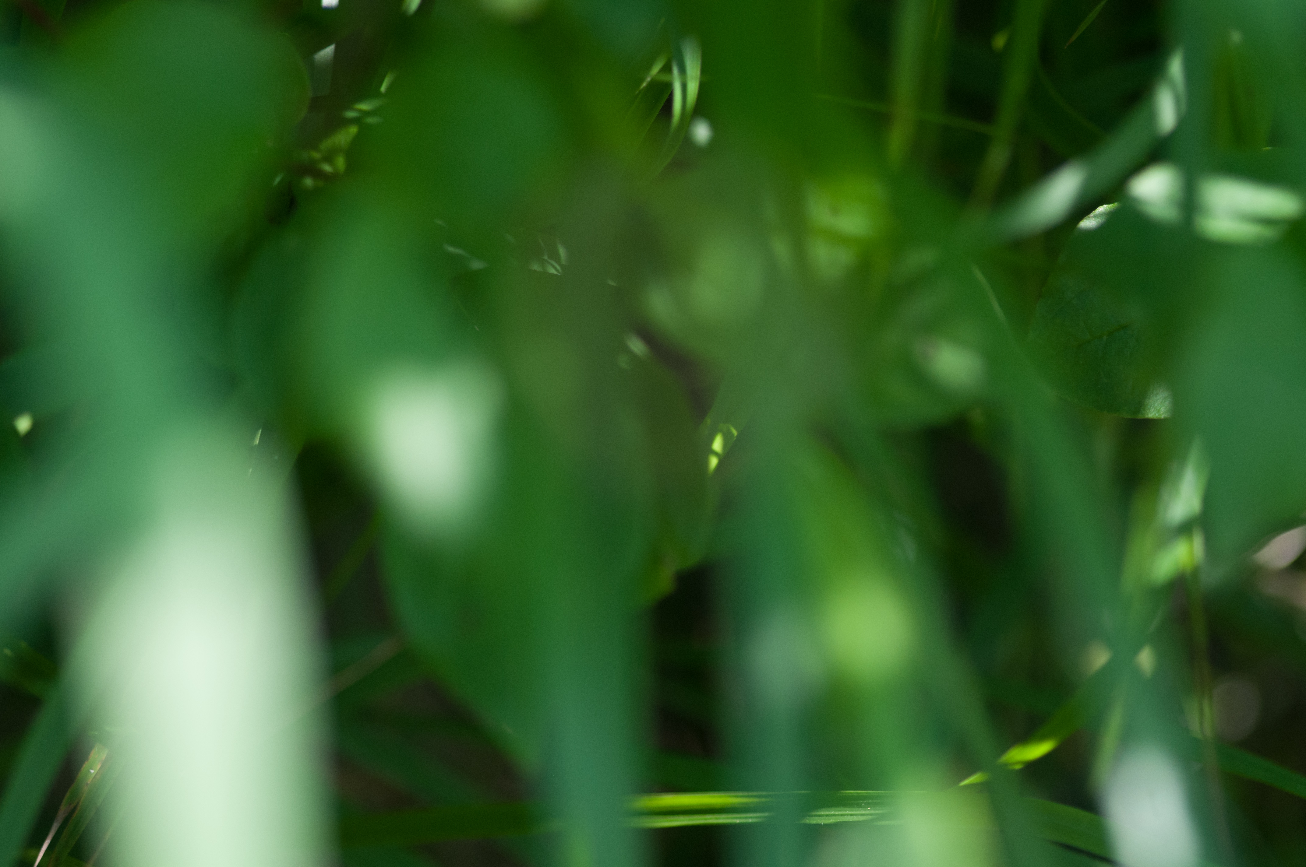 Bokeh green leafs background
