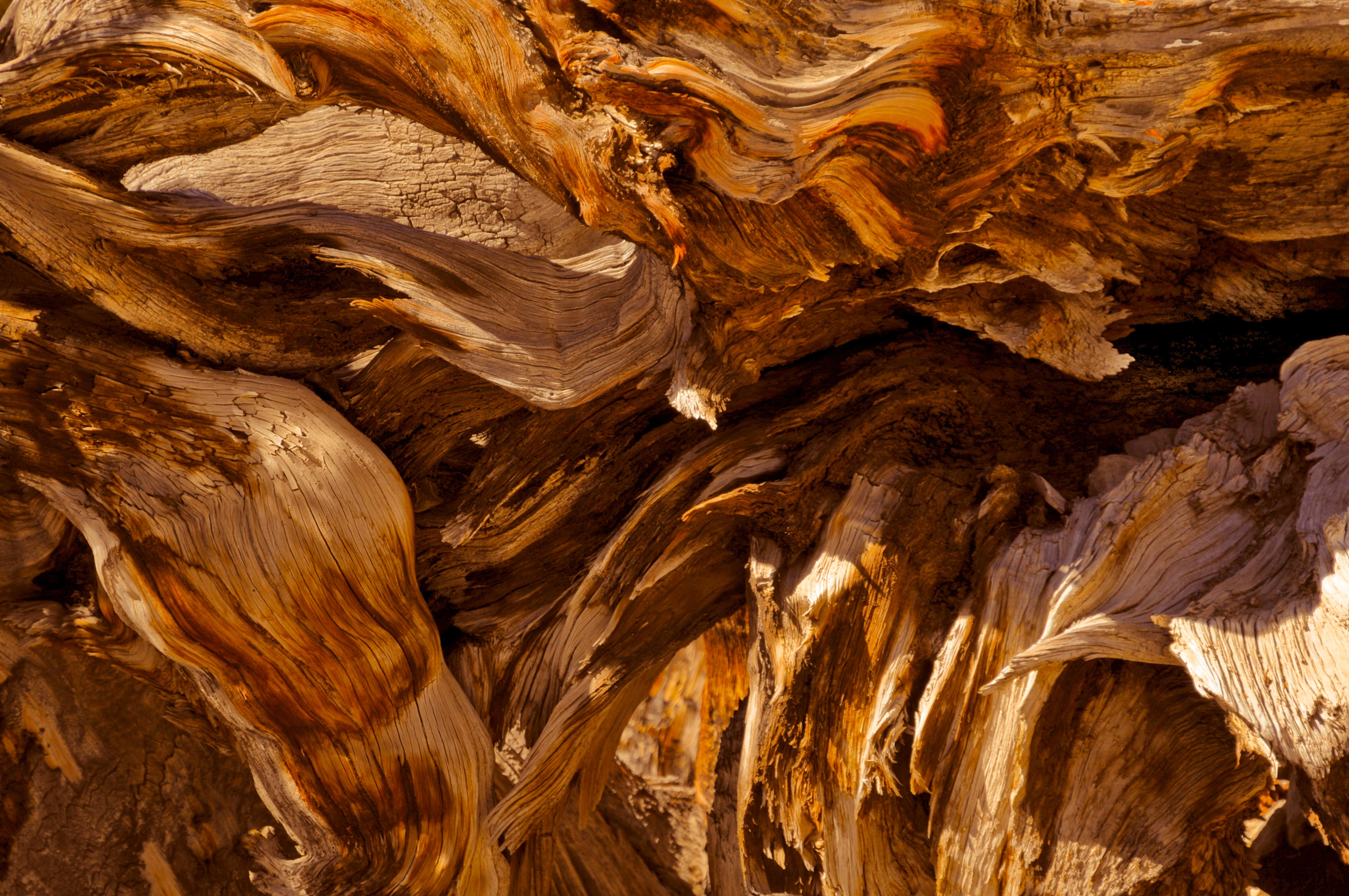 Bristlecone Pine Wood