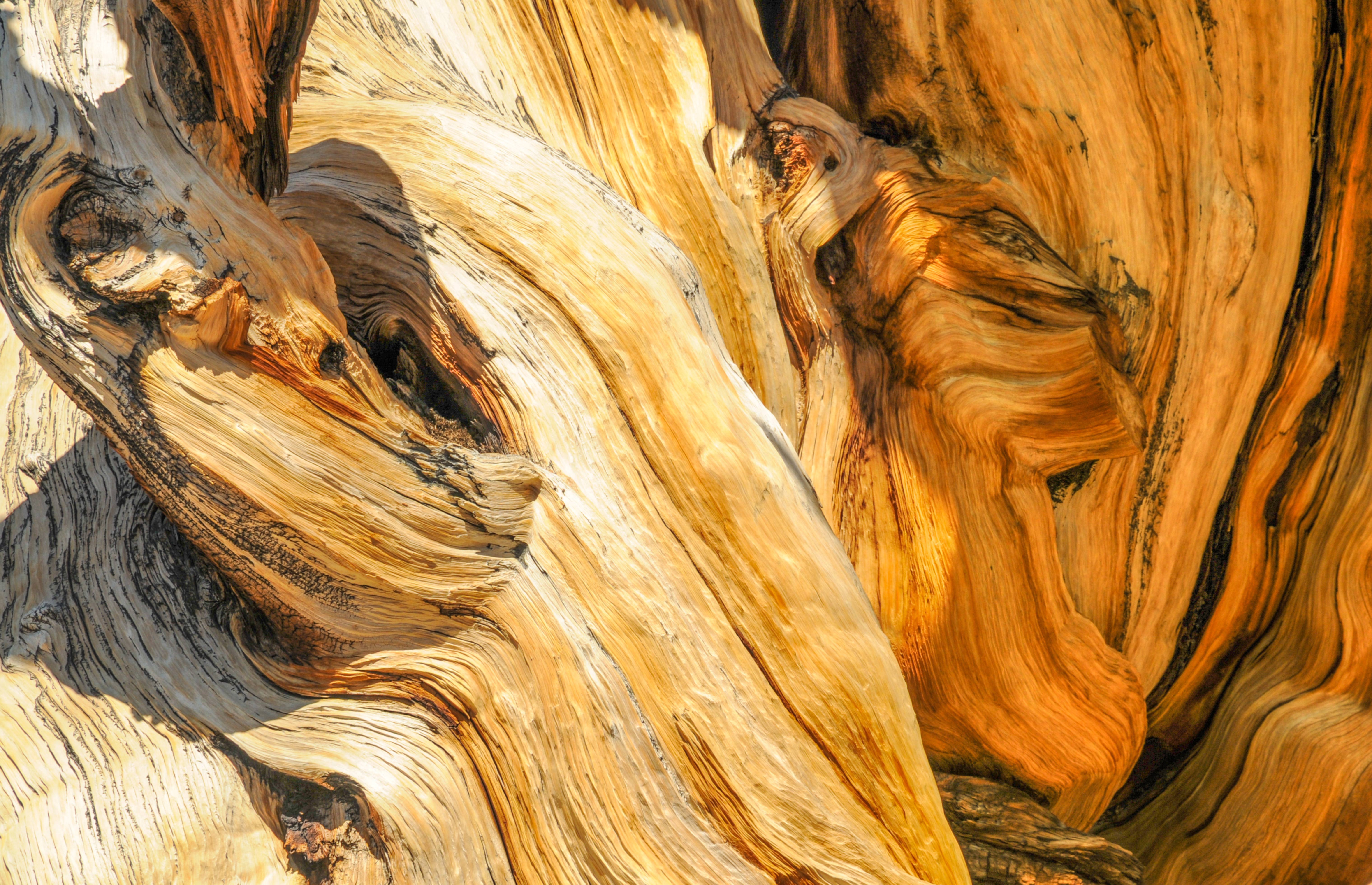 Bristlecone pine tree close-up texture arizona usa