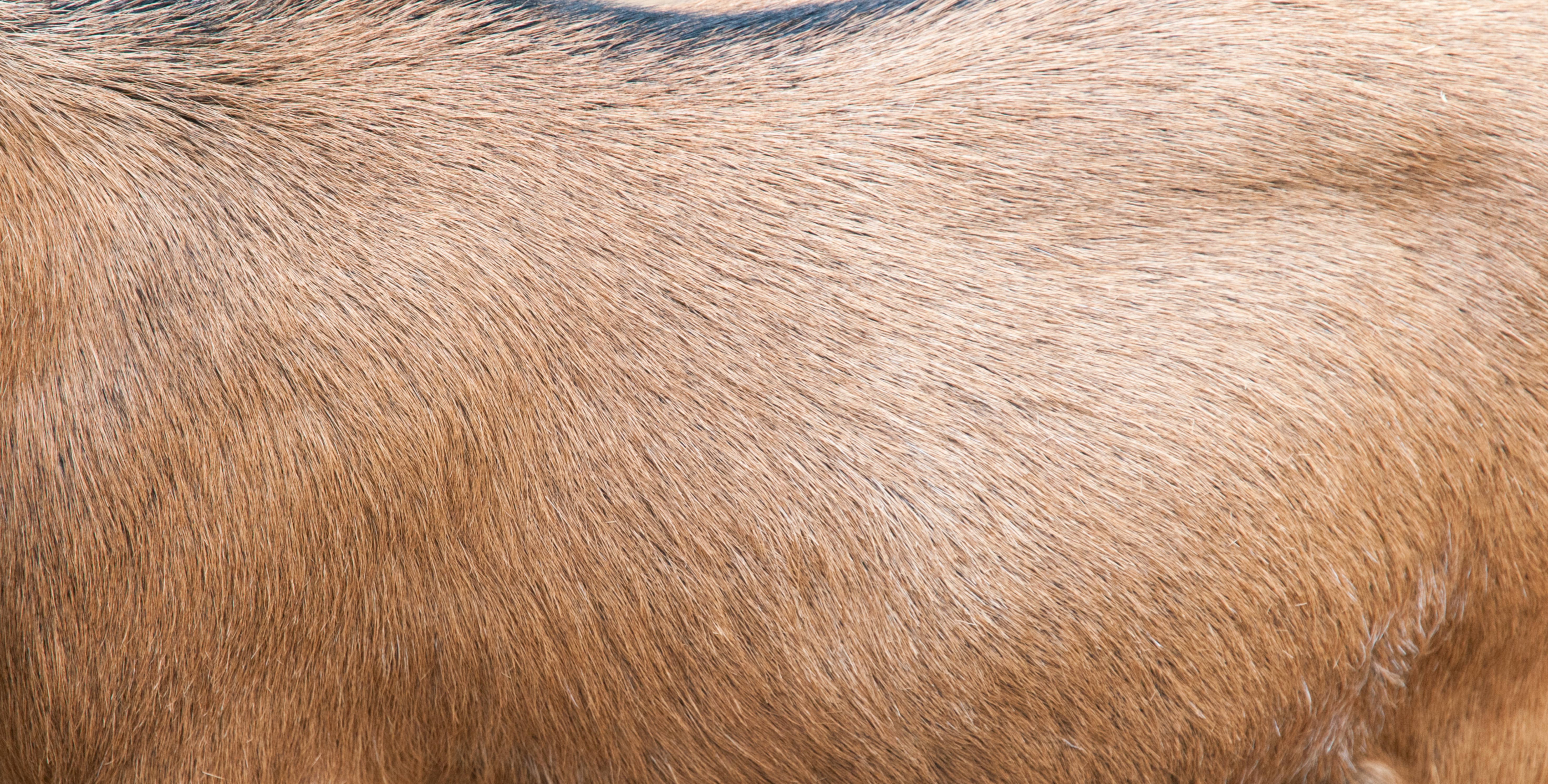 Brown goat fur background