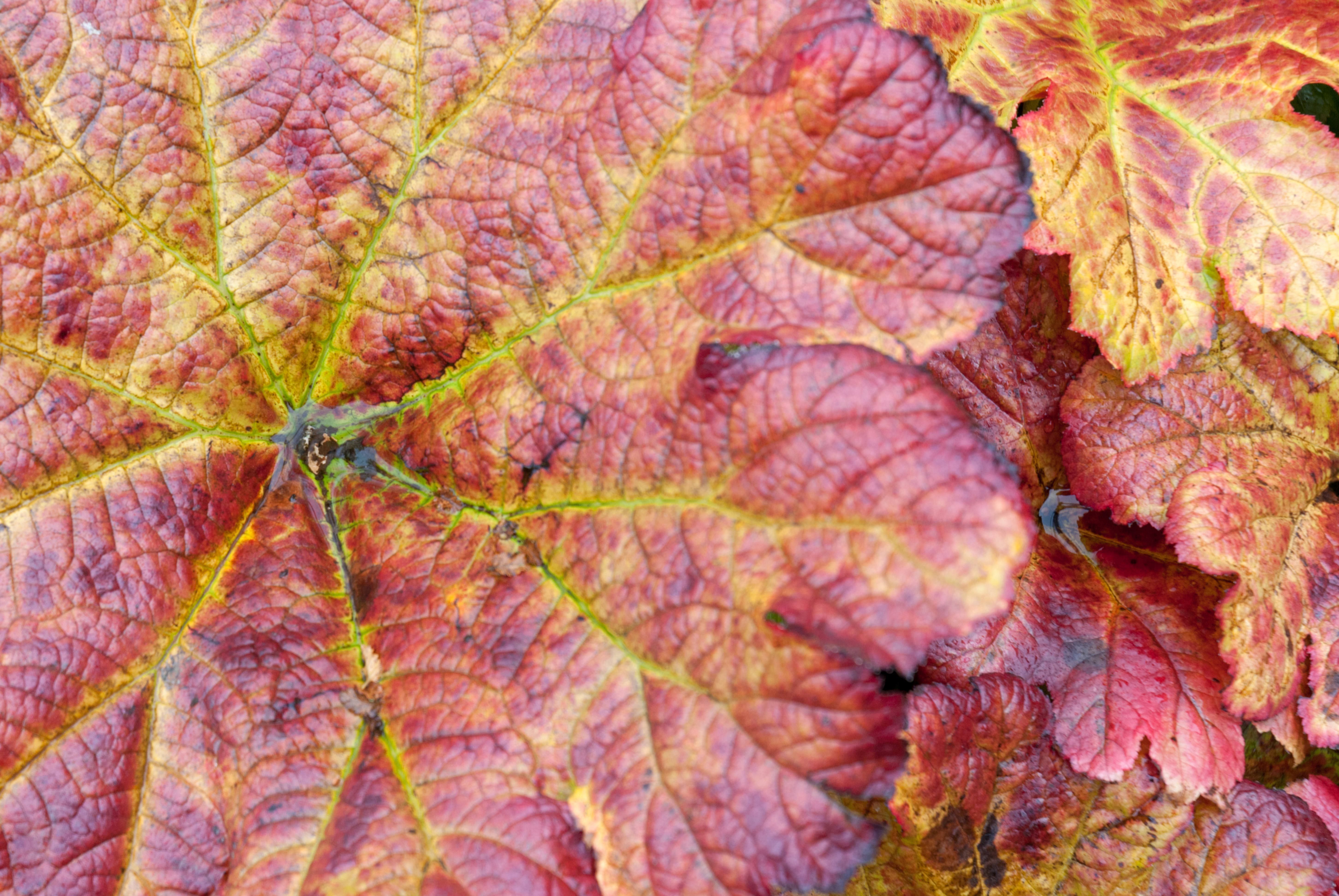 Butterbur Large Leafs Pattern
