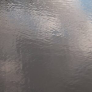 Calm pond water ripples